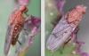 Suillia notata